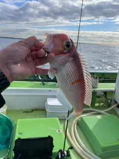 アマダイの釣果