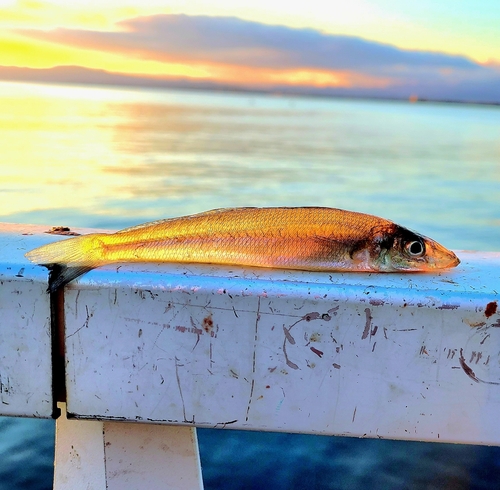 シロギスの釣果