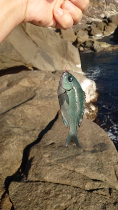 オナガグレの釣果