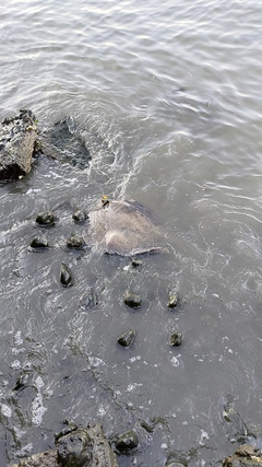 アカエイの釣果