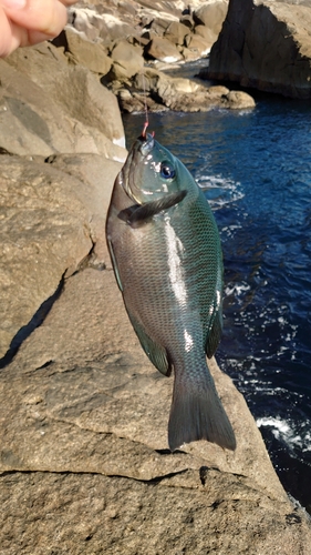 オナガグレの釣果