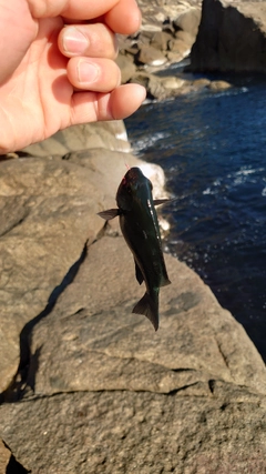 イサキの釣果