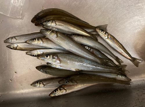 シロギスの釣果