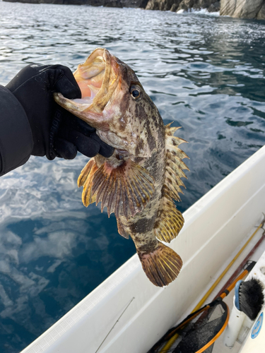 ベッコウゾイの釣果