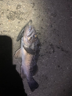 クロソイの釣果