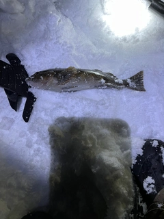 アイナメの釣果