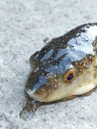 クサフグの釣果