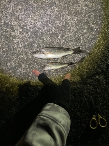 ニベの釣果