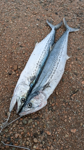 サゴシの釣果