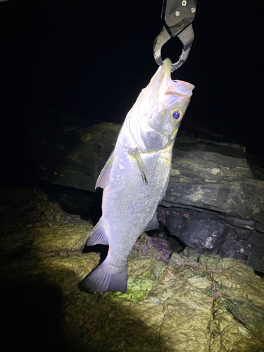 ヒラスズキの釣果