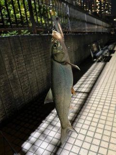 マルタウグイの釣果