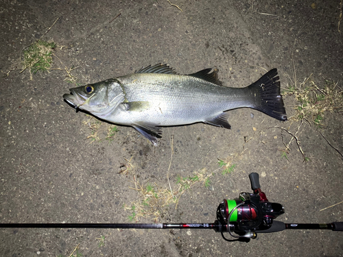 フッコ（ヒラスズキ）の釣果