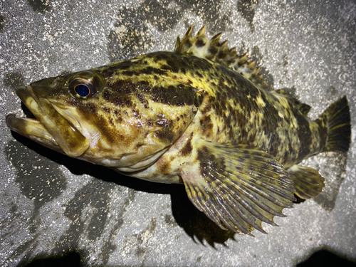 ベッコウゾイの釣果