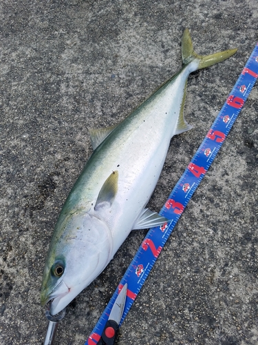 メジロの釣果