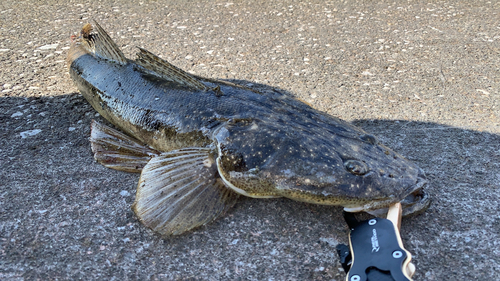 マゴチの釣果