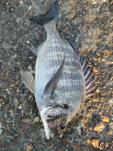 チヌの釣果