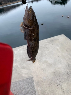 アイナメの釣果