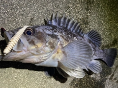 クロソイの釣果