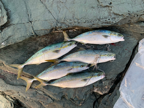 ハマチの釣果