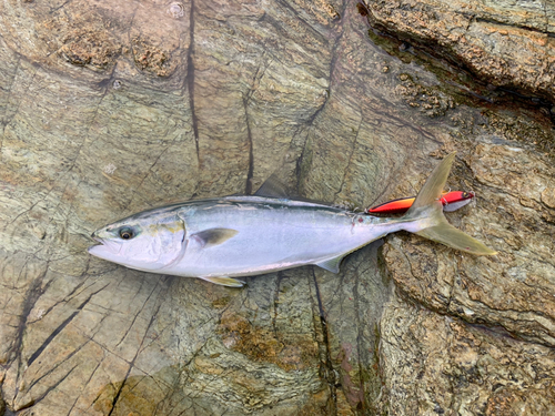 ハマチの釣果