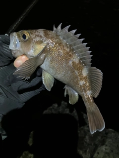 エゾメバルの釣果