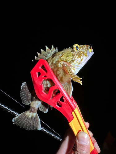 タケノコメバルの釣果