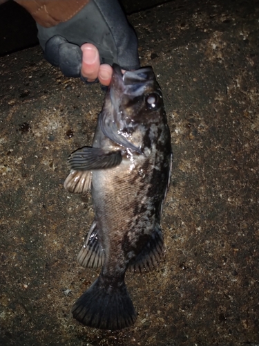 クロソイの釣果