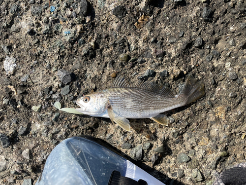 イシモチの釣果