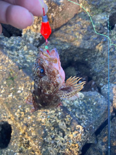 カサゴの釣果