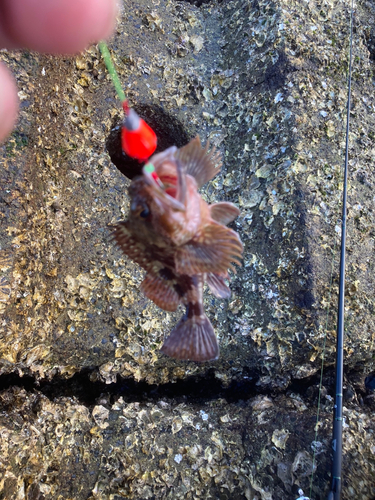 カサゴの釣果