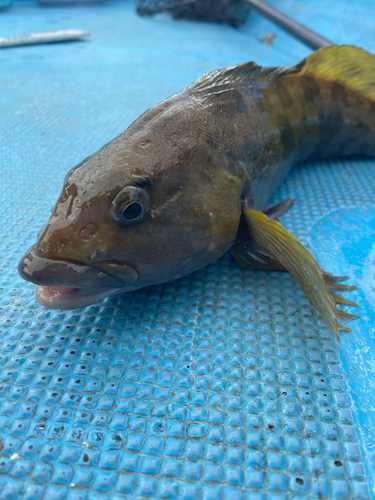 アイナメの釣果