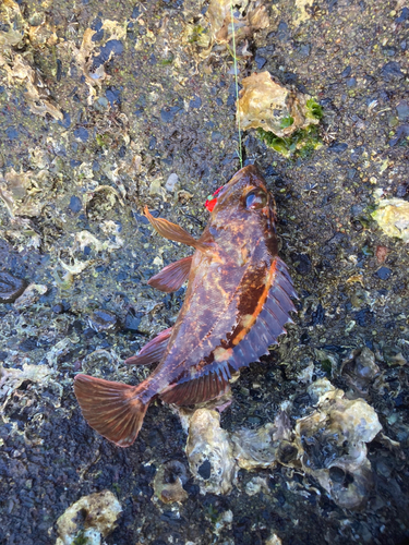 カサゴの釣果