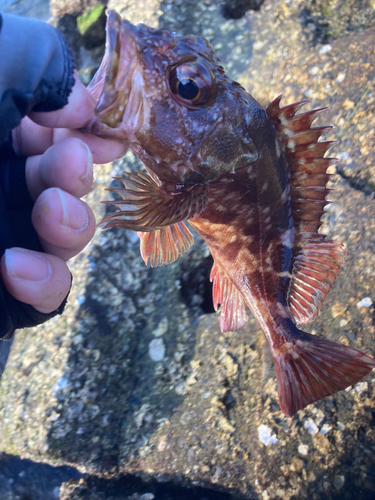 カサゴの釣果