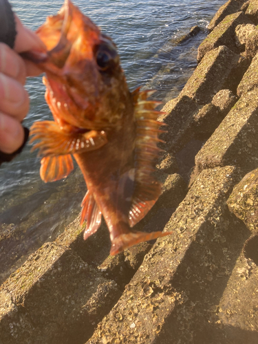 カサゴの釣果