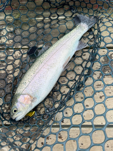 トラウトの釣果