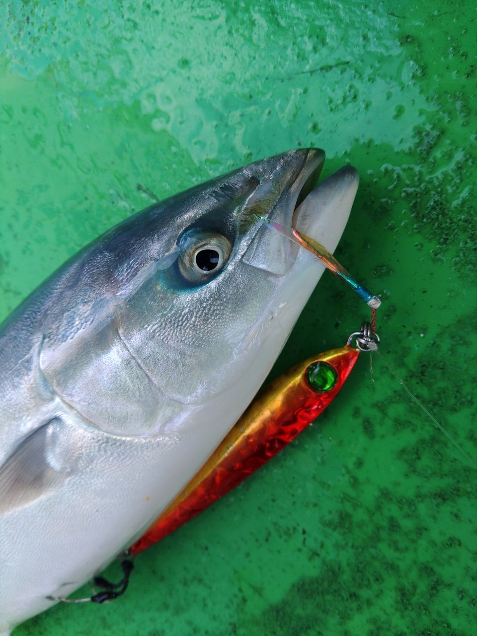 えいたんめんさんの釣果 2枚目の画像