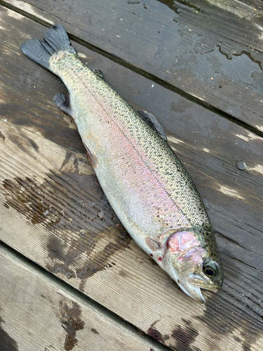 トラウトの釣果