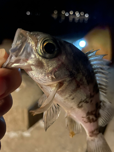 シロメバルの釣果