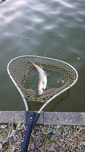 ニジマスの釣果