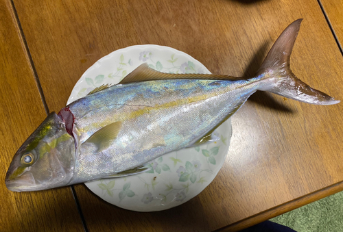 シオの釣果