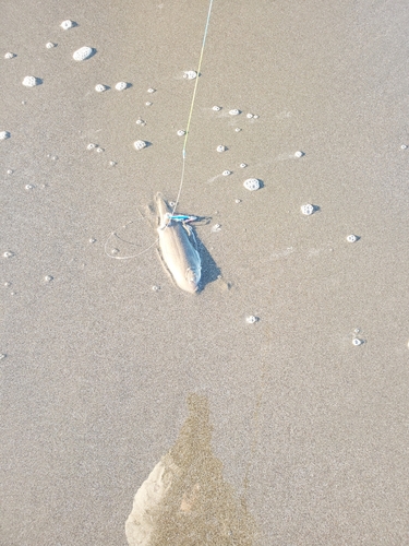 シタビラメの釣果