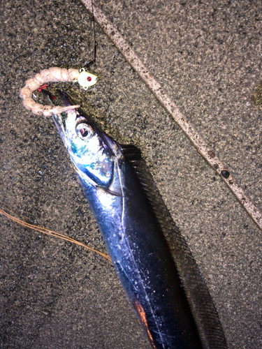 タチウオの釣果