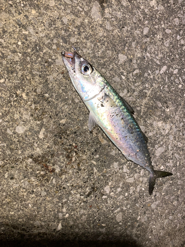 サバの釣果