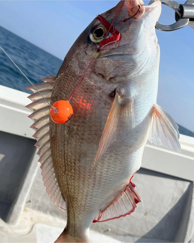 マダイの釣果