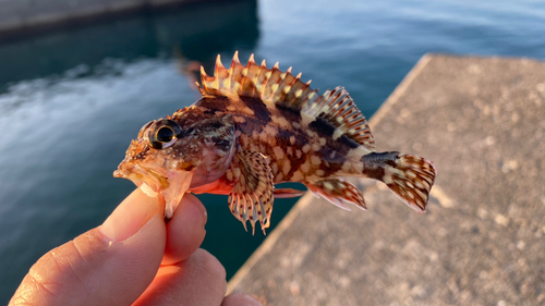 ガシラの釣果