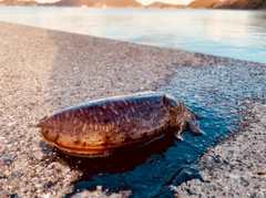 コウイカの釣果