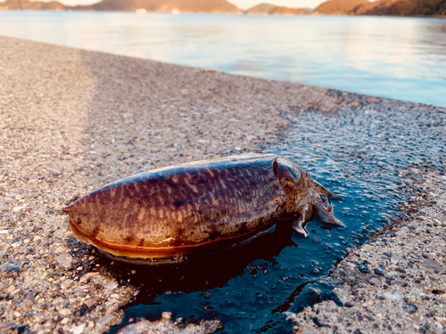 コウイカの釣果