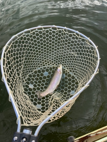 ニジマスの釣果