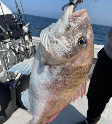 マダイの釣果