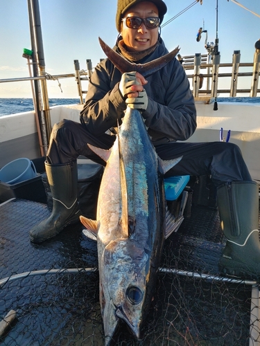 ビンチョウマグロの釣果